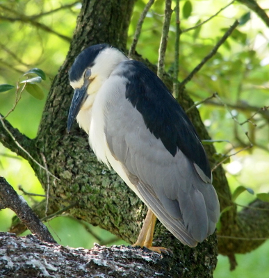 [The heron with relatively short yellow legs is perched on a tree trunk. Its grey eyelids are visible on its grey-topped white head. It has a white belly with grey wings topped with black feathers.]